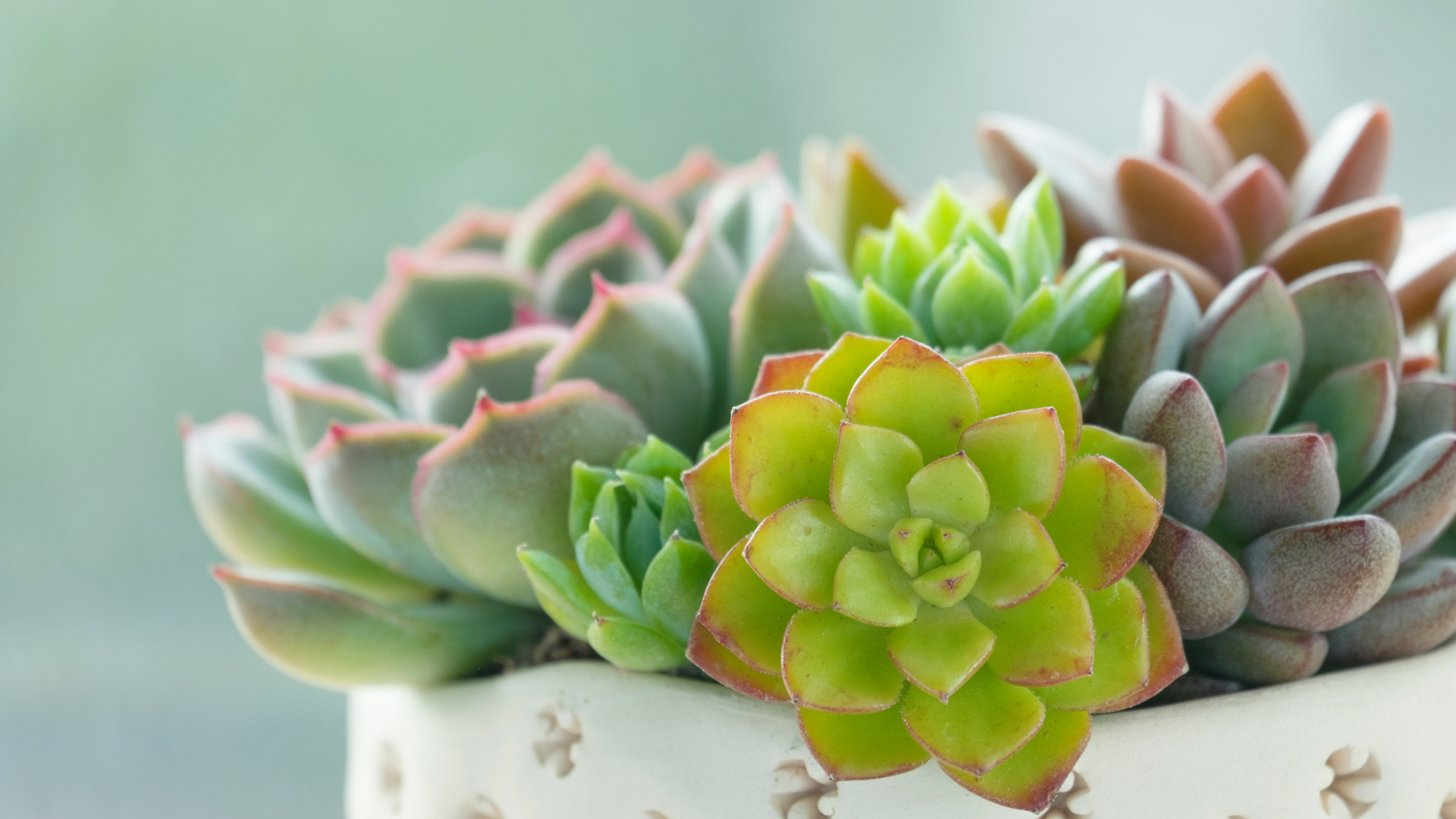 How to Care for Echeverias