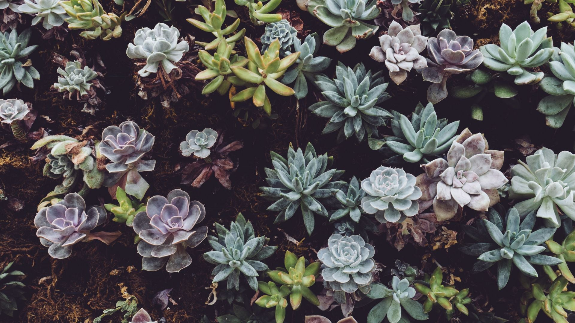 Close-up of various small rosette succulents, including Echeveria, with pale green, gray-blue, and dusky mauve leaves, highlighting Succulents Depot's diverse, organically grown offerings.