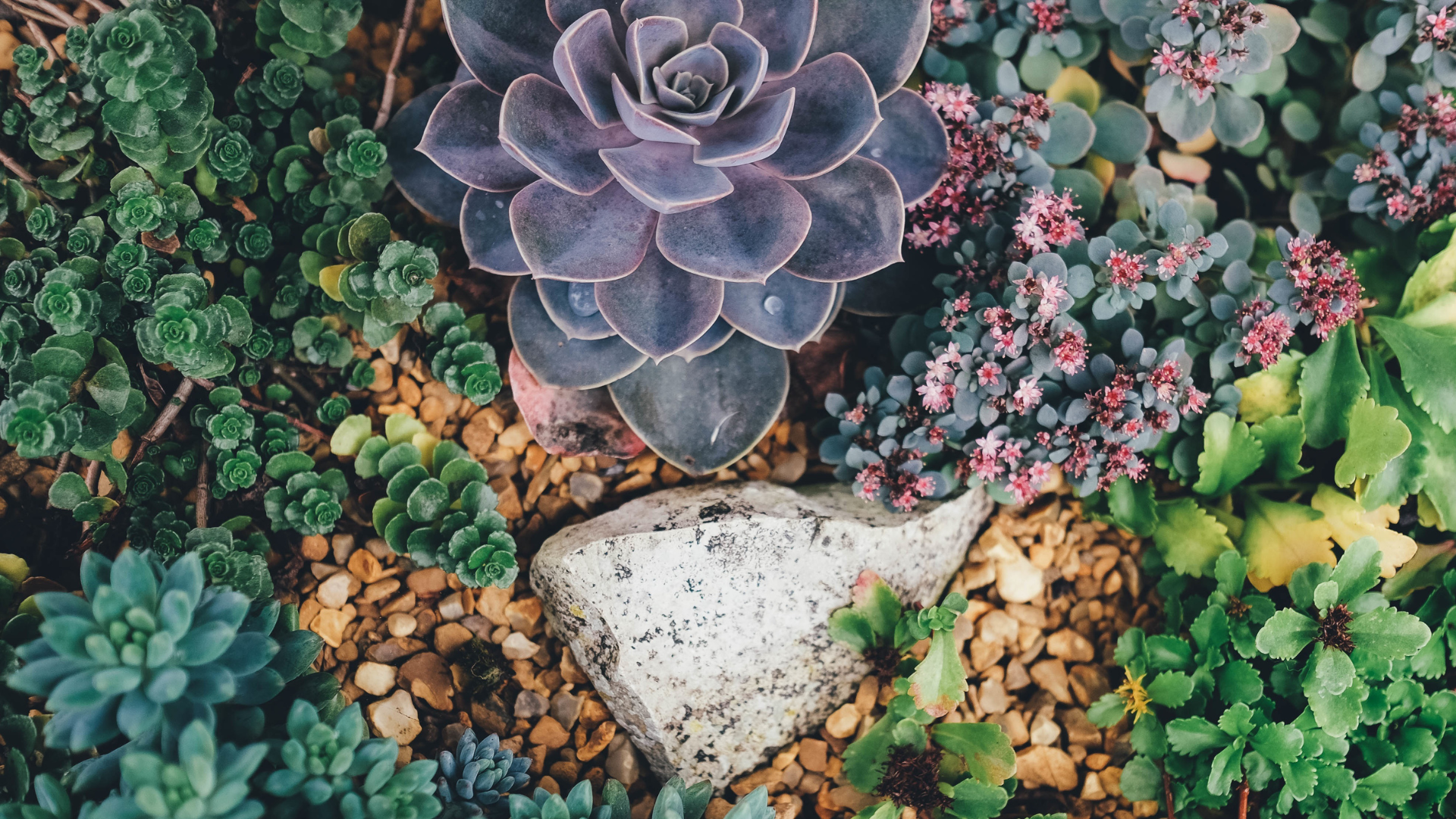 Close-up of a succulent rock garden featuring a central purplish-gray Echeveria rosette, surrounded by green Sedum clusters, pink flowers, and a pale stone.