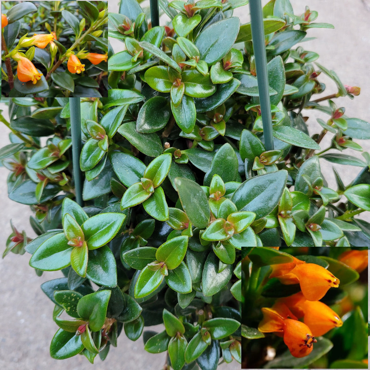 Nematanthus gregarius 'Goldfish Plant'
