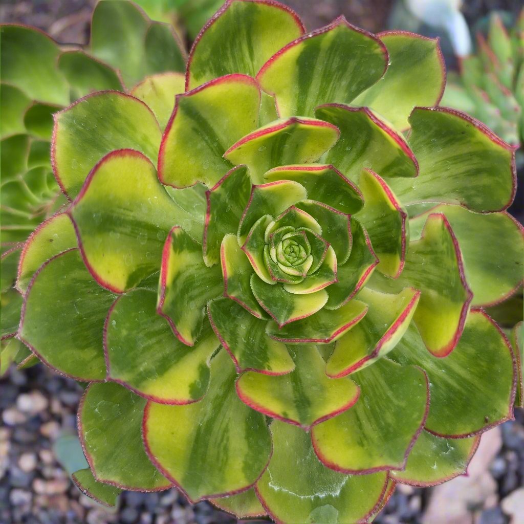 green aeonium succulent Aeonium 'Green Earth' Variegata 4 Inch #A