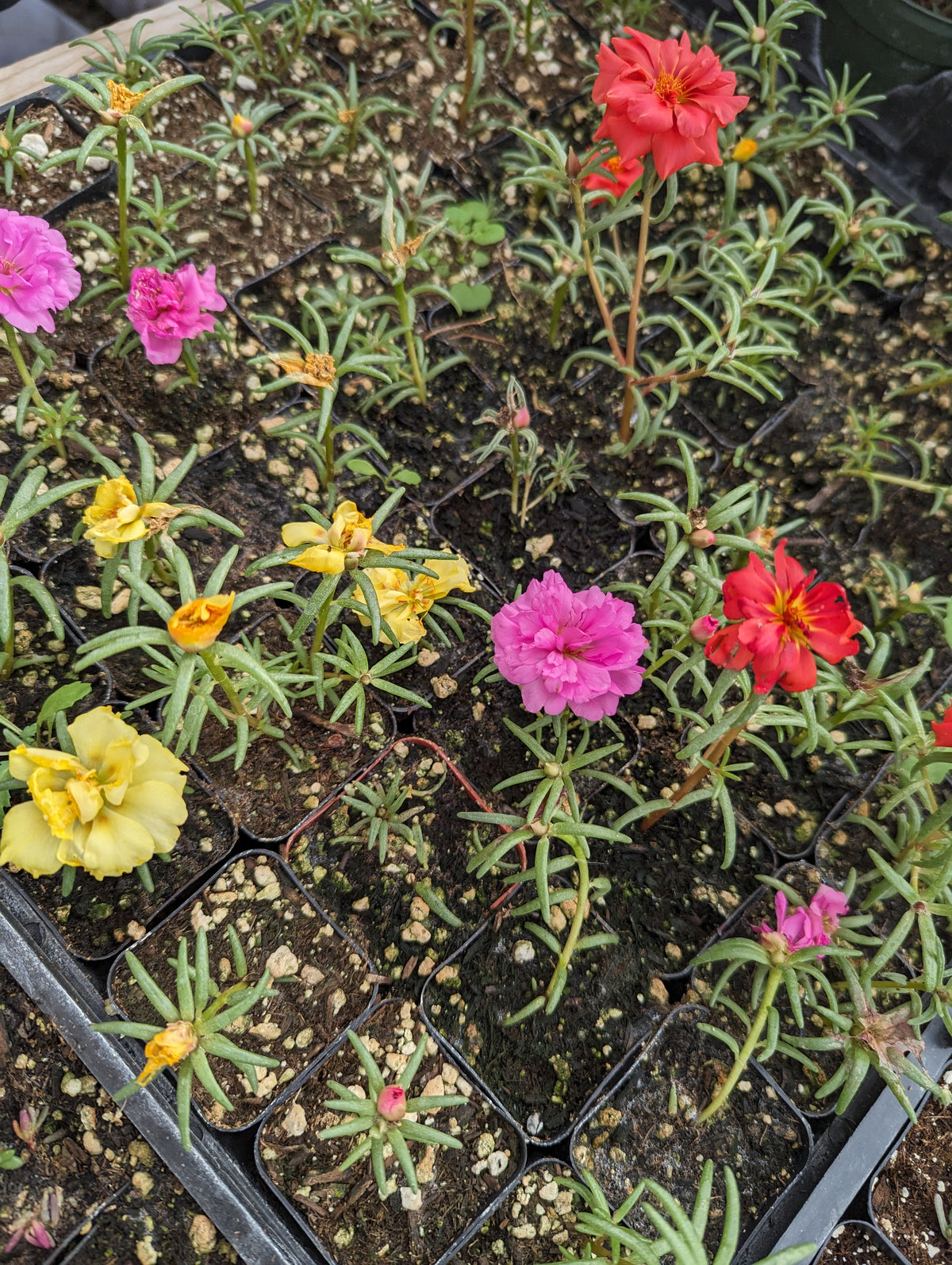 Portulaca Grandiflora Random Color in nursery tray with blooms.