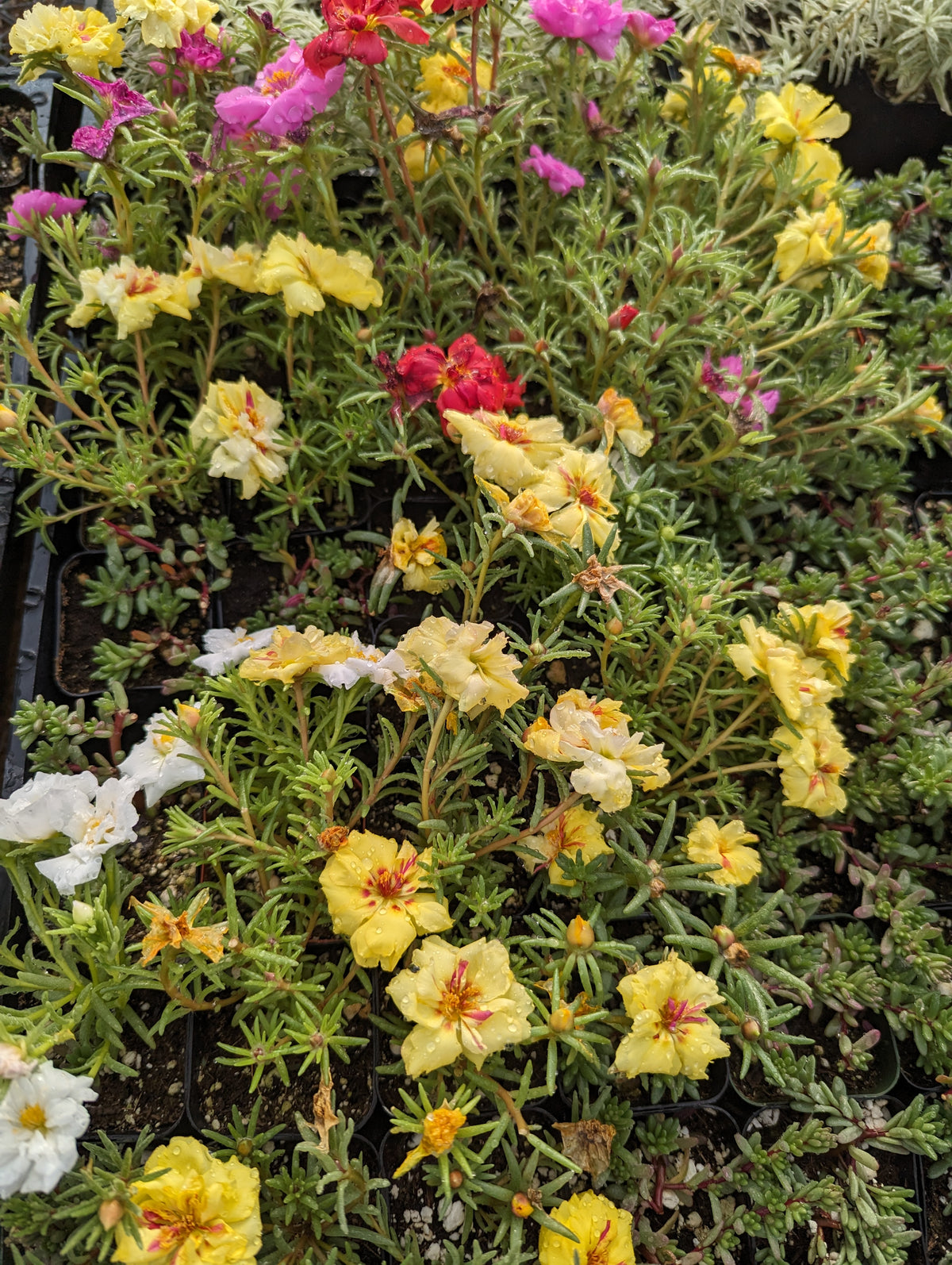Portulaca Grandiflora with raindrop-studded blooms in nursery tray.