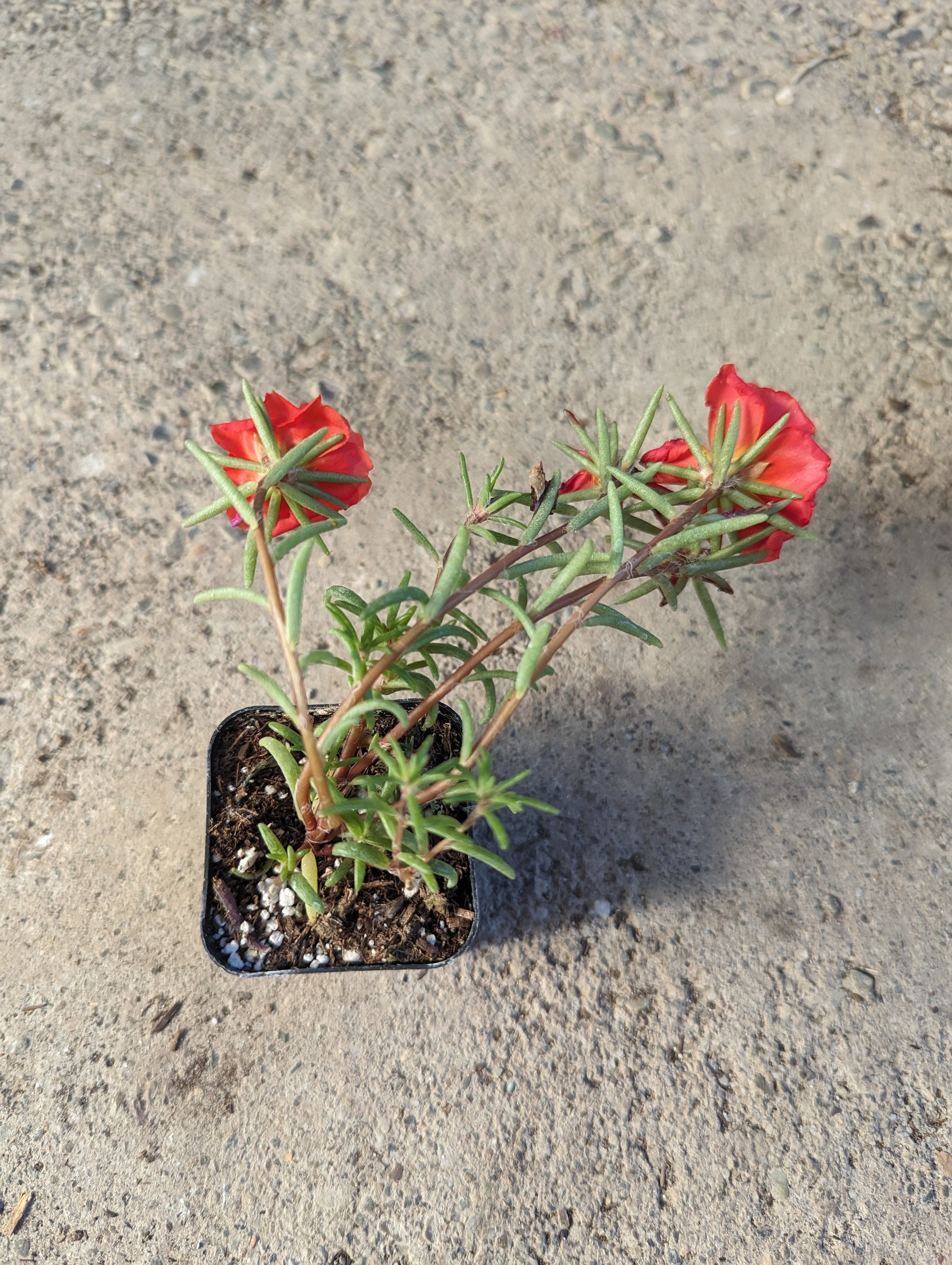 Portulaca Grandiflora Random Color