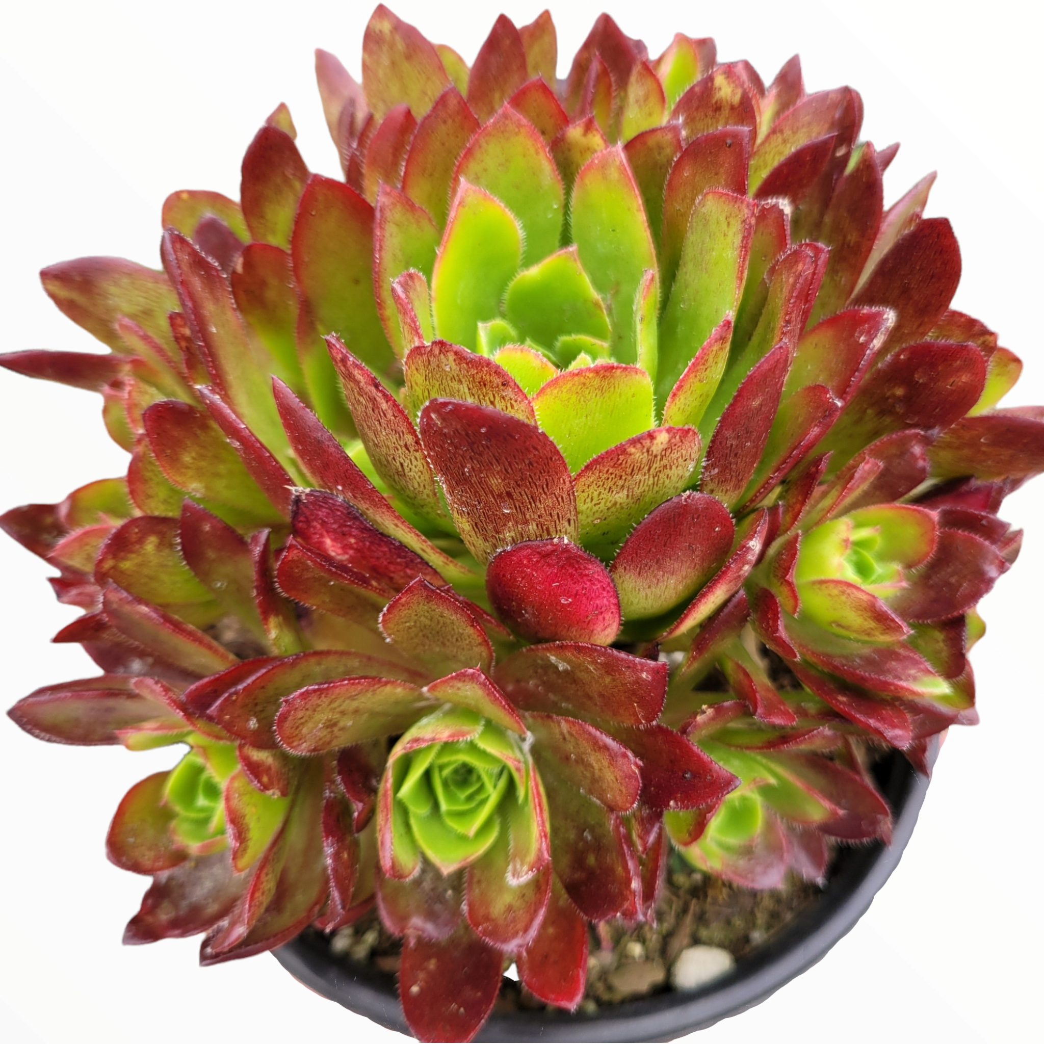 orange flame succulent Aeonium 'Phoenix Flame' 6 Inch