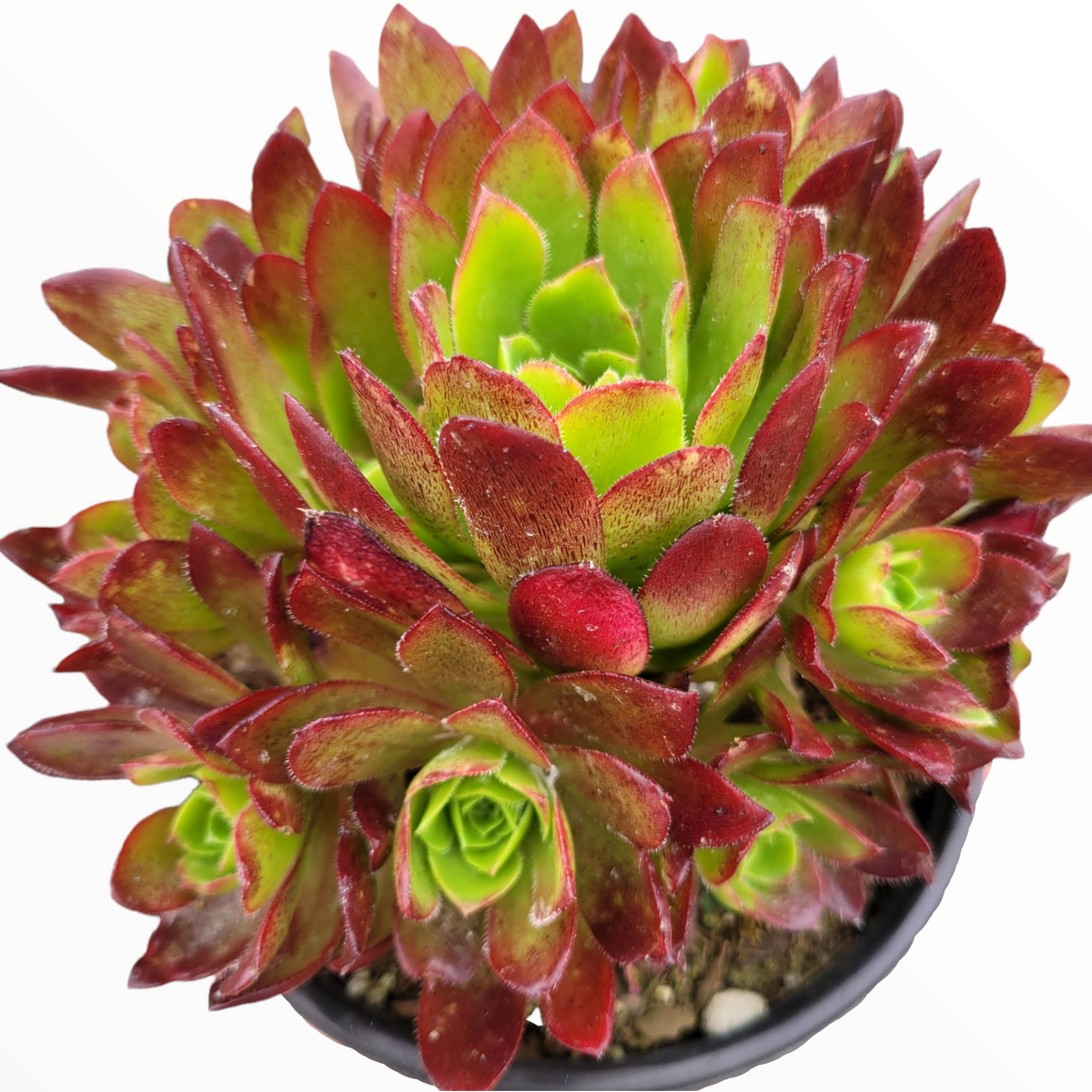 Aeonium 'Firecracker' - Succulents Depot