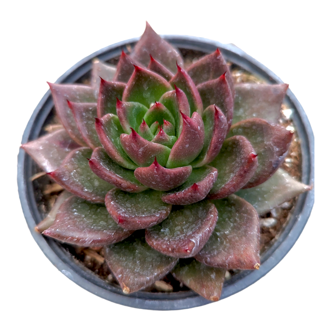 Echeveria Agavoides 'Bronze Beauty'