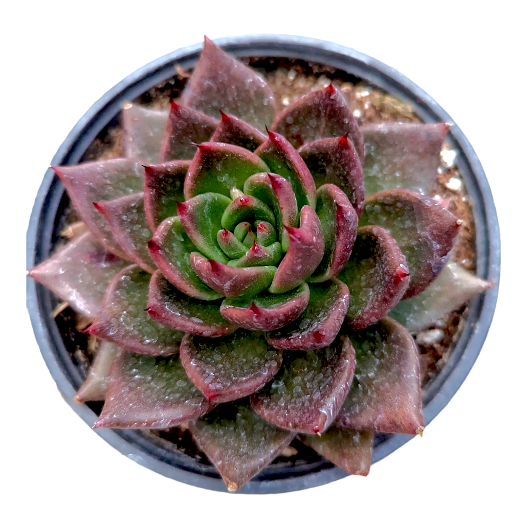 Echeveria Agavoides 'Bronze Beauty'