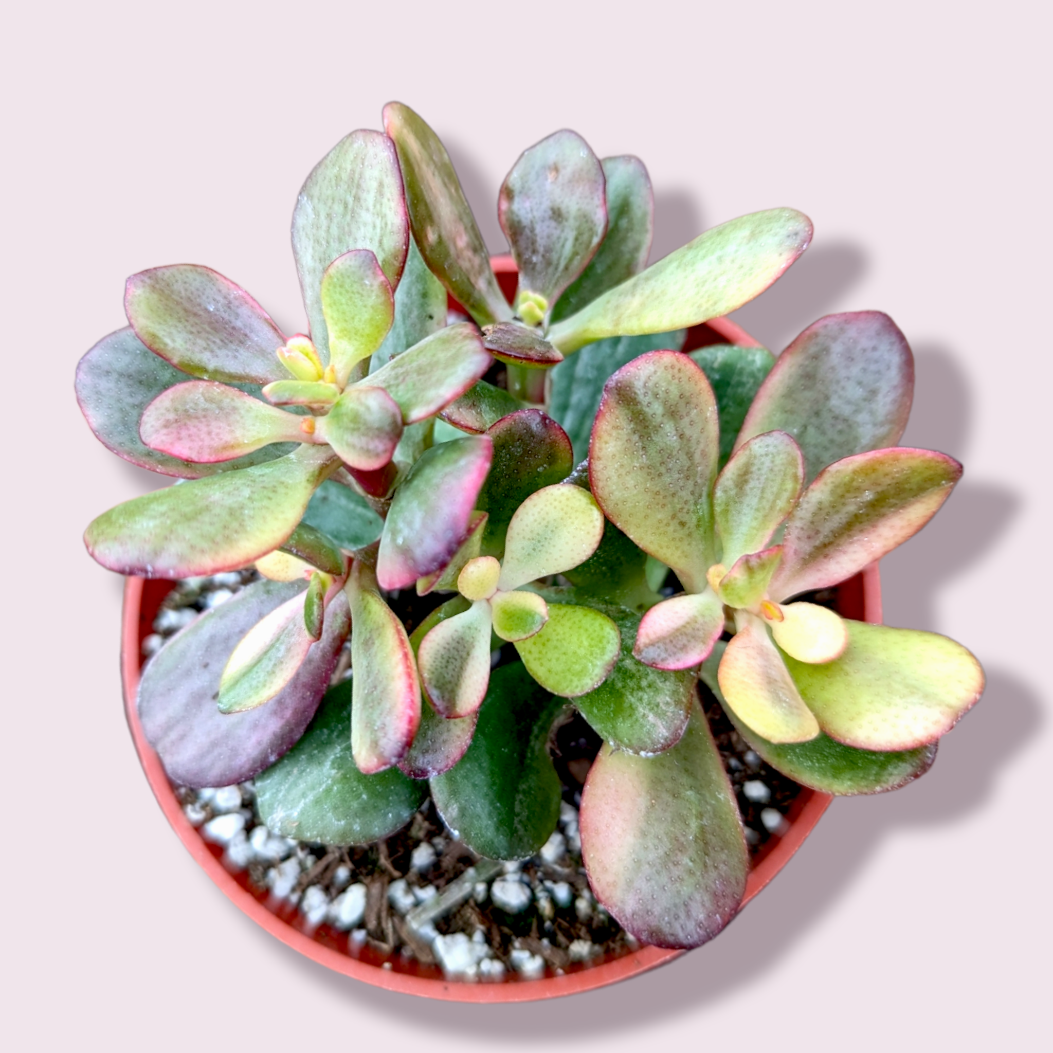 crassula platyphylla succulent Crassula platyphylla f. Variegata