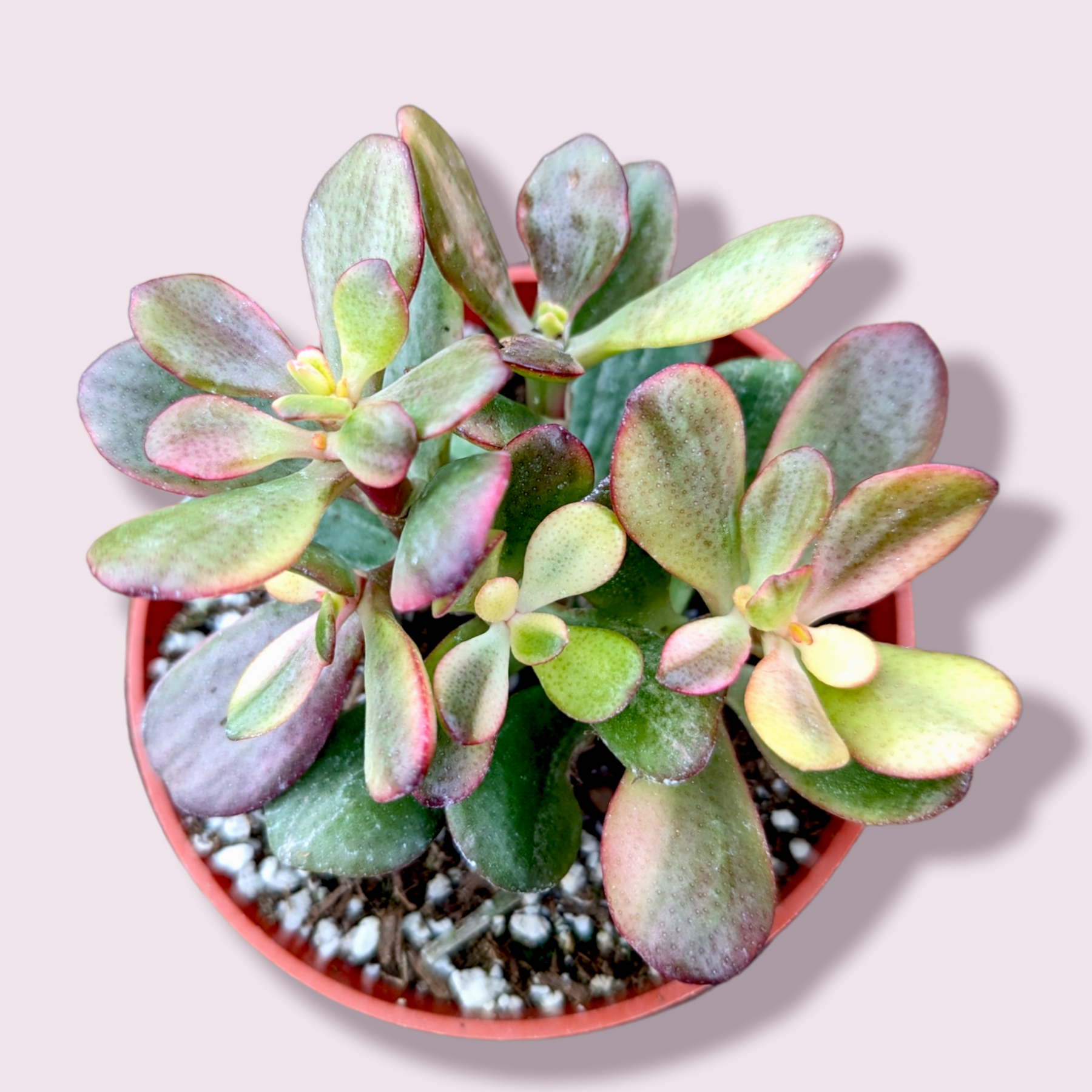 Crassula platyphylla f. Variegata