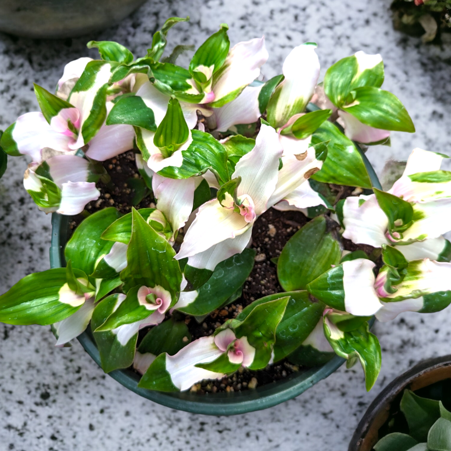 Blushing Bride Tradescantia Wandering Dude