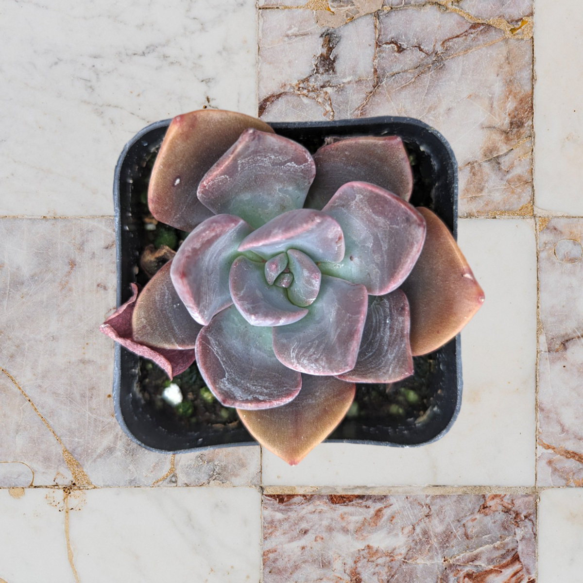 Echeveria Phyllis Collis succulent in square pot.