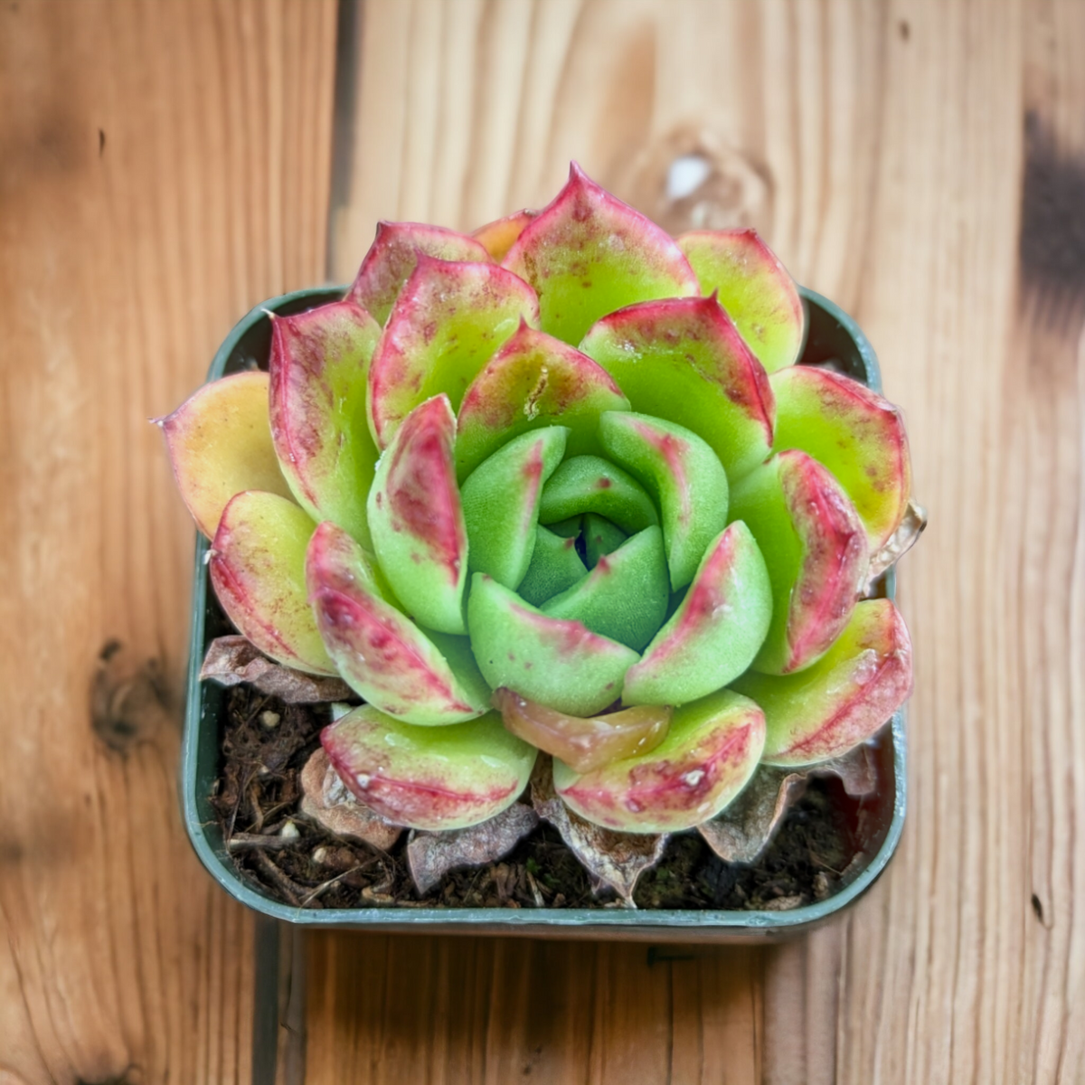 Echeveria 'Cris' succulent in square pot.