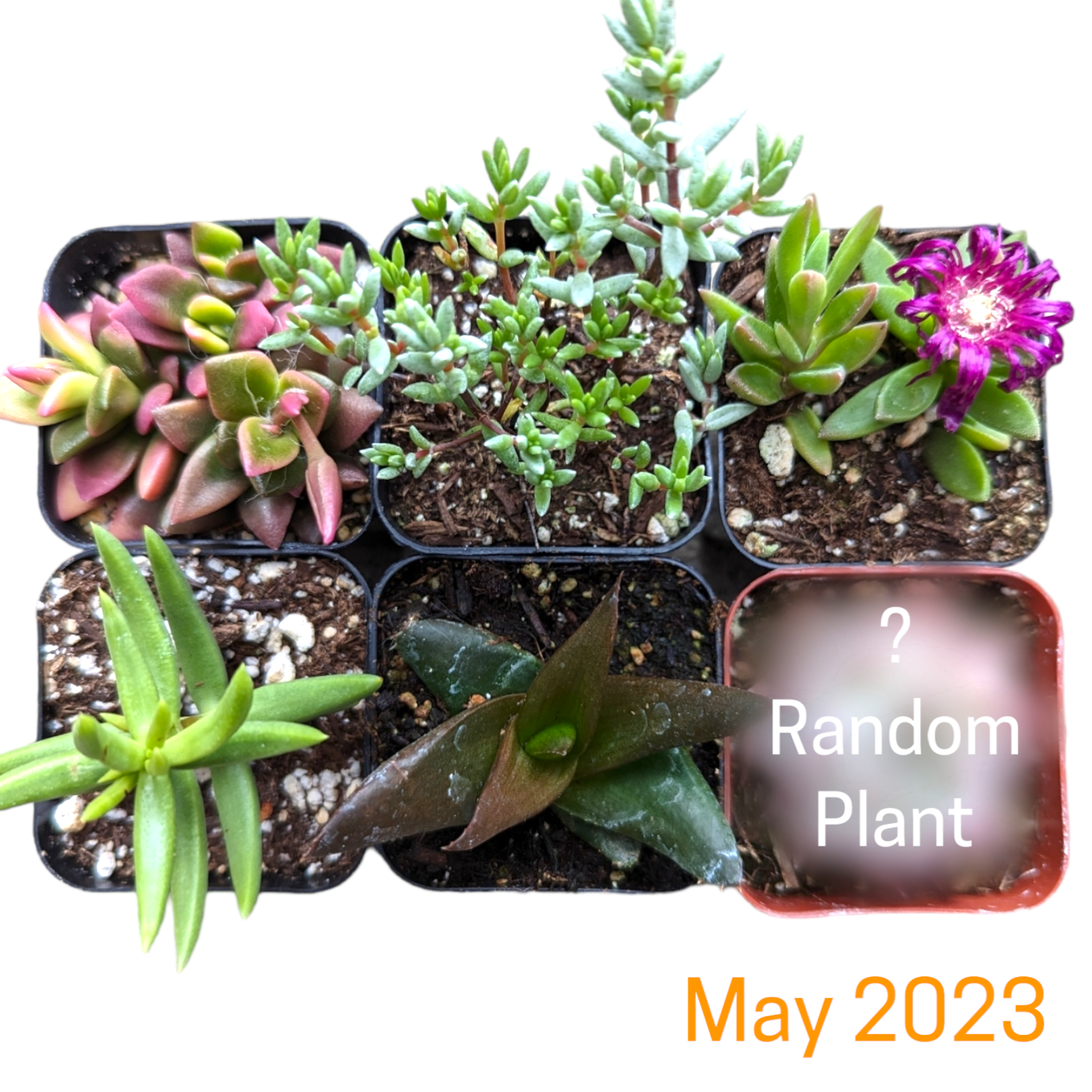 Monthly Subscription Box