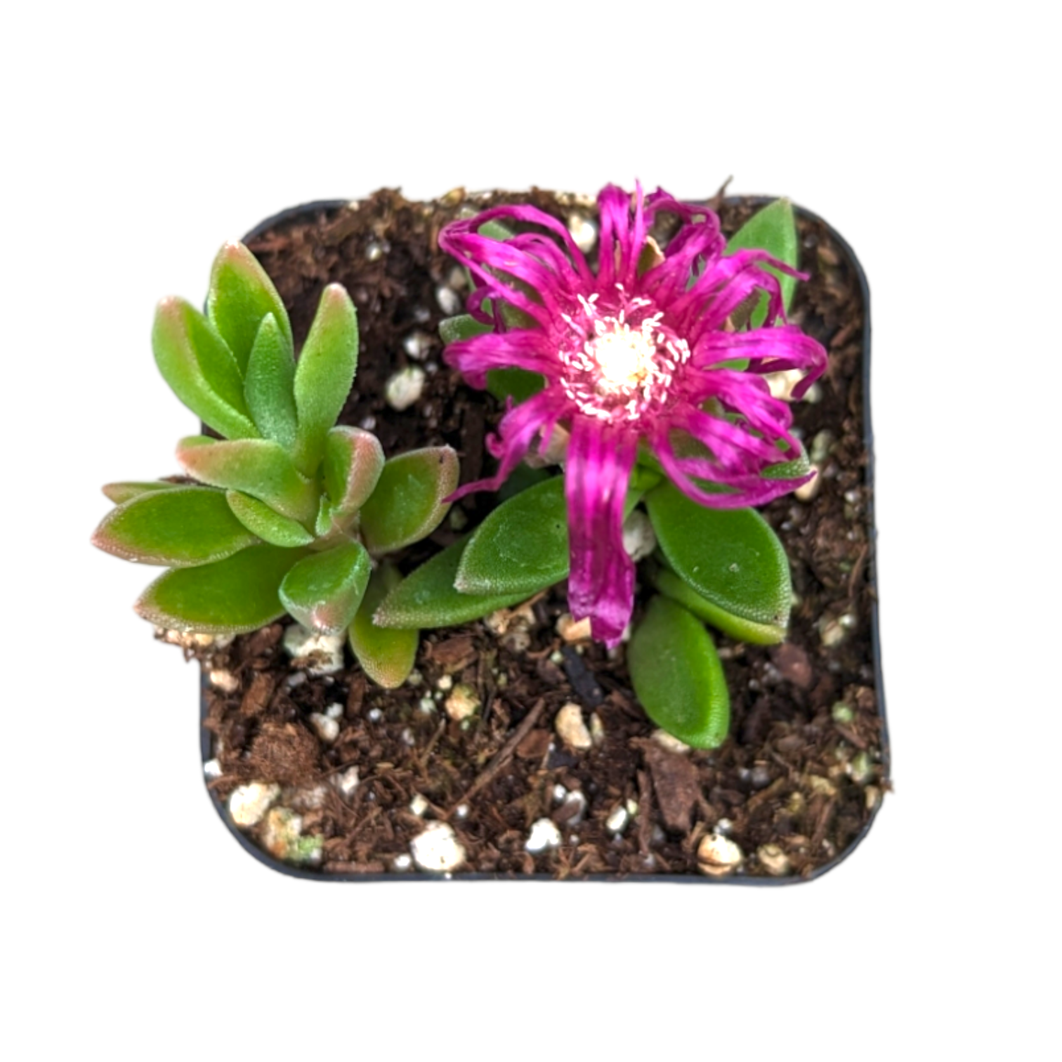 Cooper's Hardy Ice Plant - Delosperma cooperi