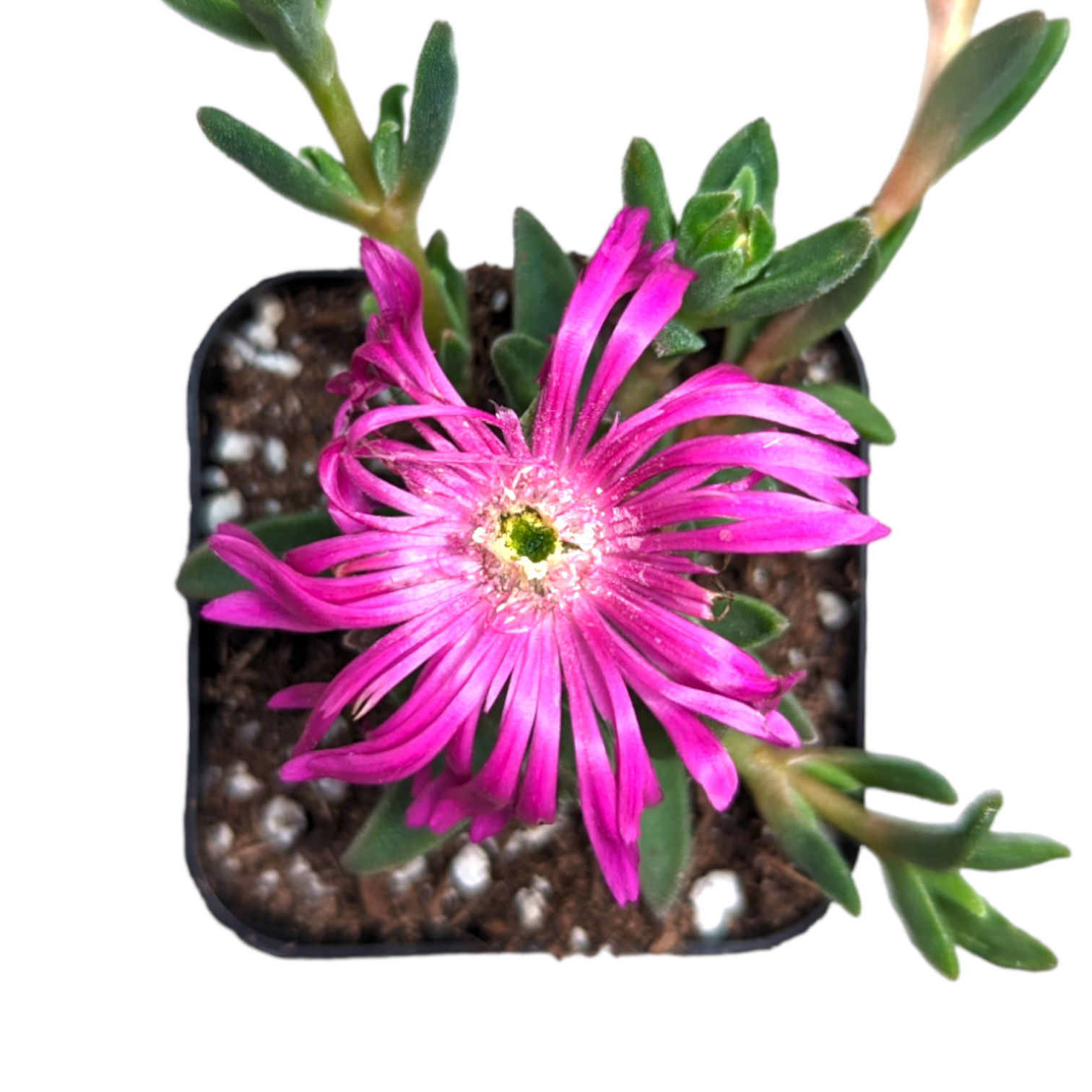 Cooper's Hardy Ice Plant - Delosperma cooperi