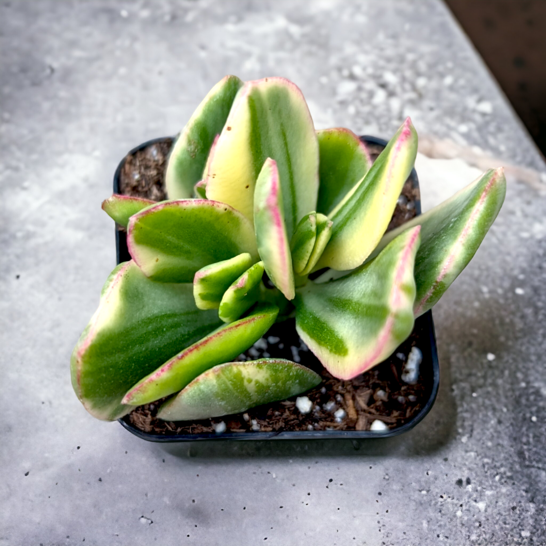 Crassula argentea 'Money Tree' Variegata