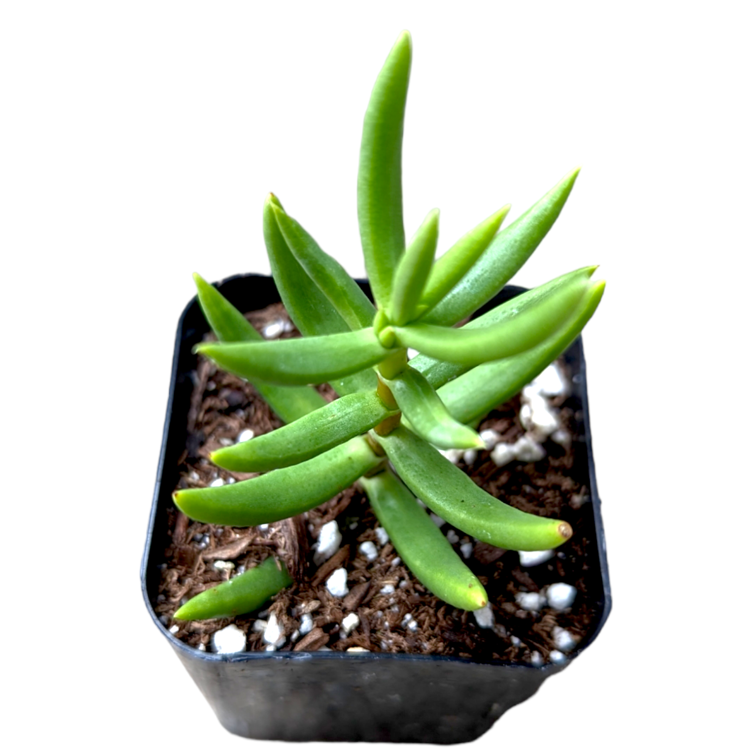 Crassula tetragona 'Miniature Pine Tree' in pot.