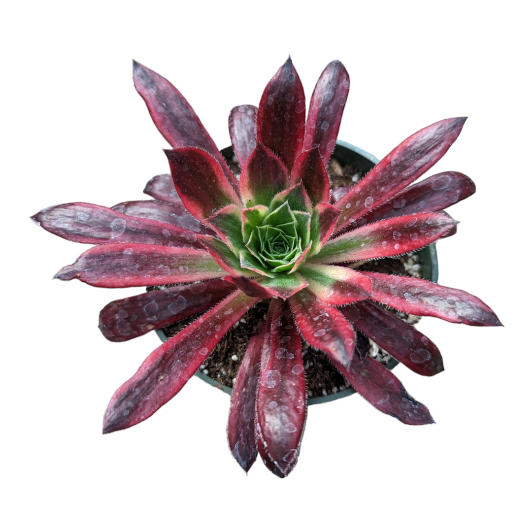 succulents phoenix Aeonium 'Phoenix' Variegata 2 Inch
