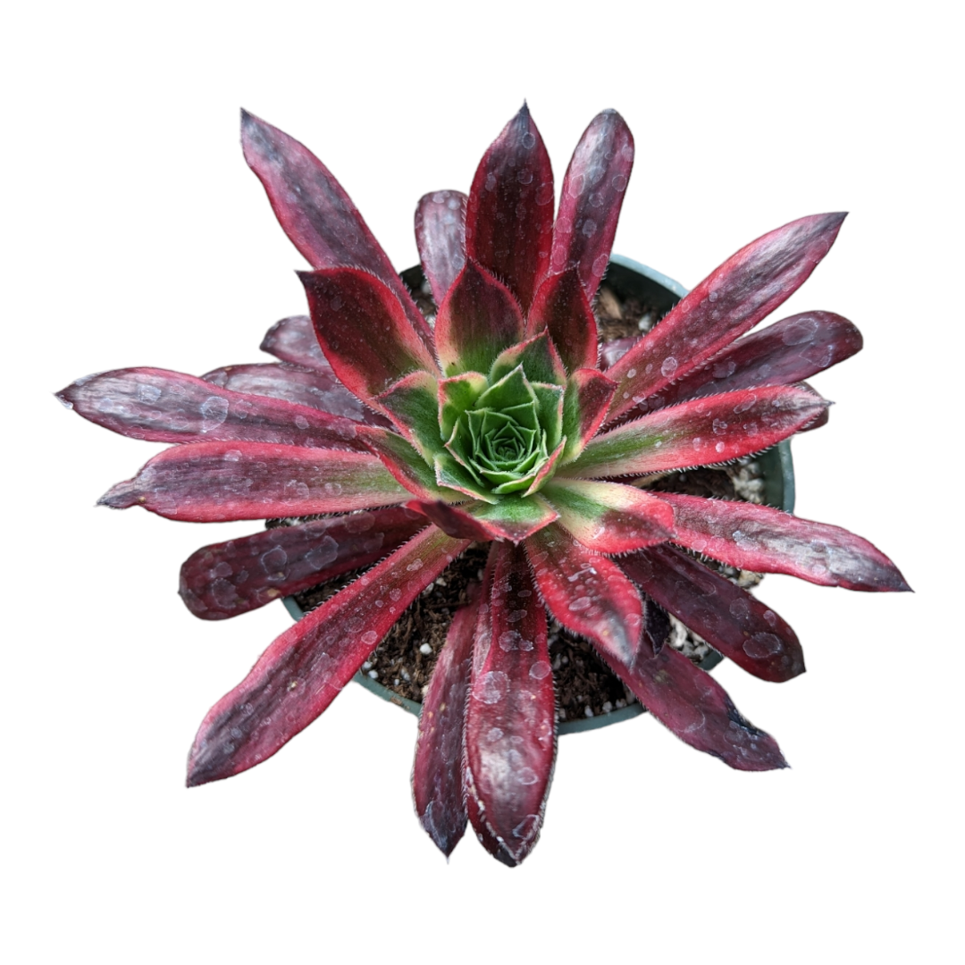 Aeonium 'phoenix' Variegata