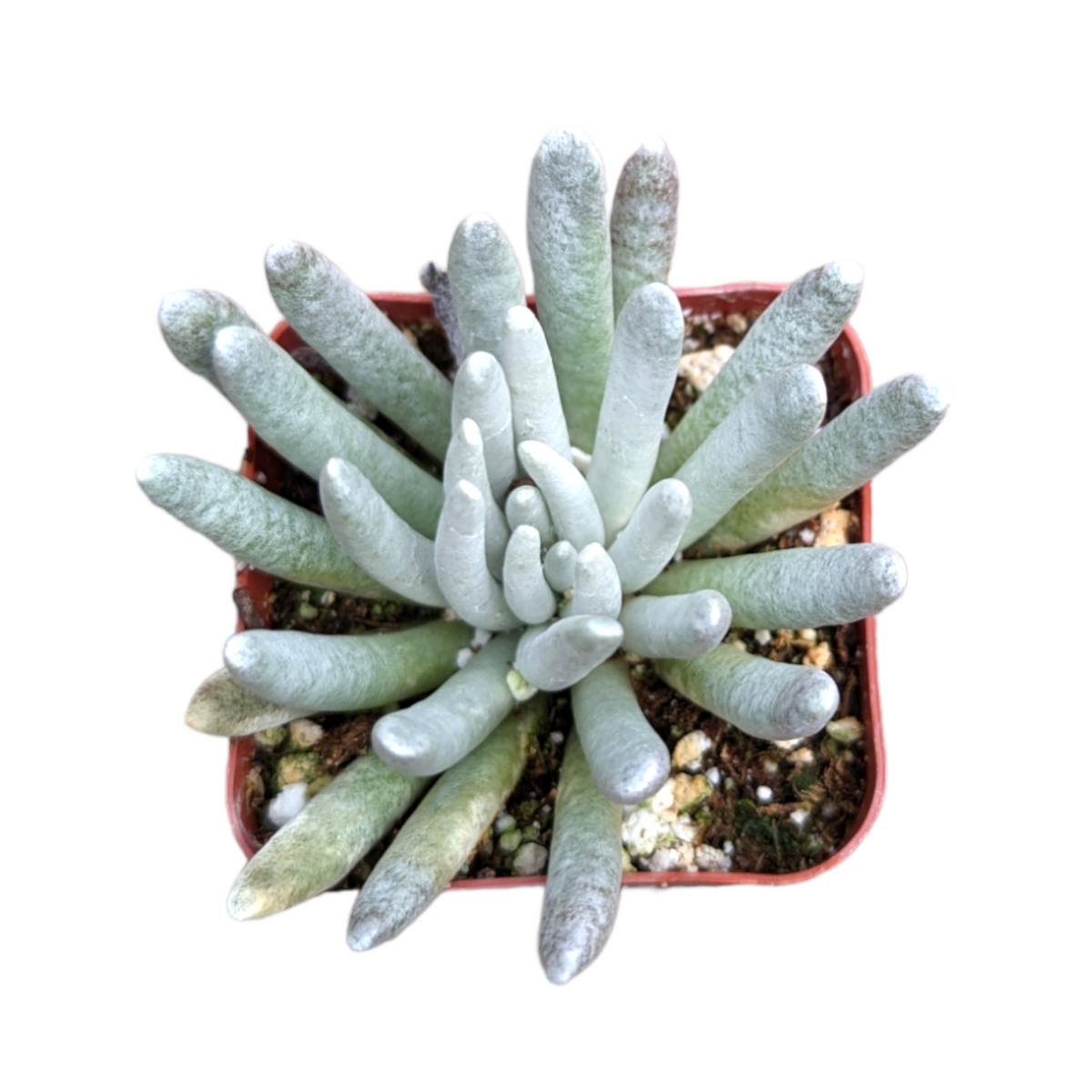 Senecio scaposus succulent with blue-gray, finger-shaped leaves.