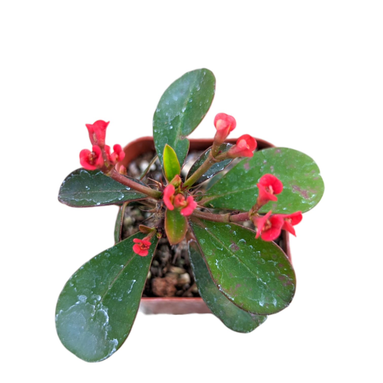 Crown of Thorns - Euphorbia milii