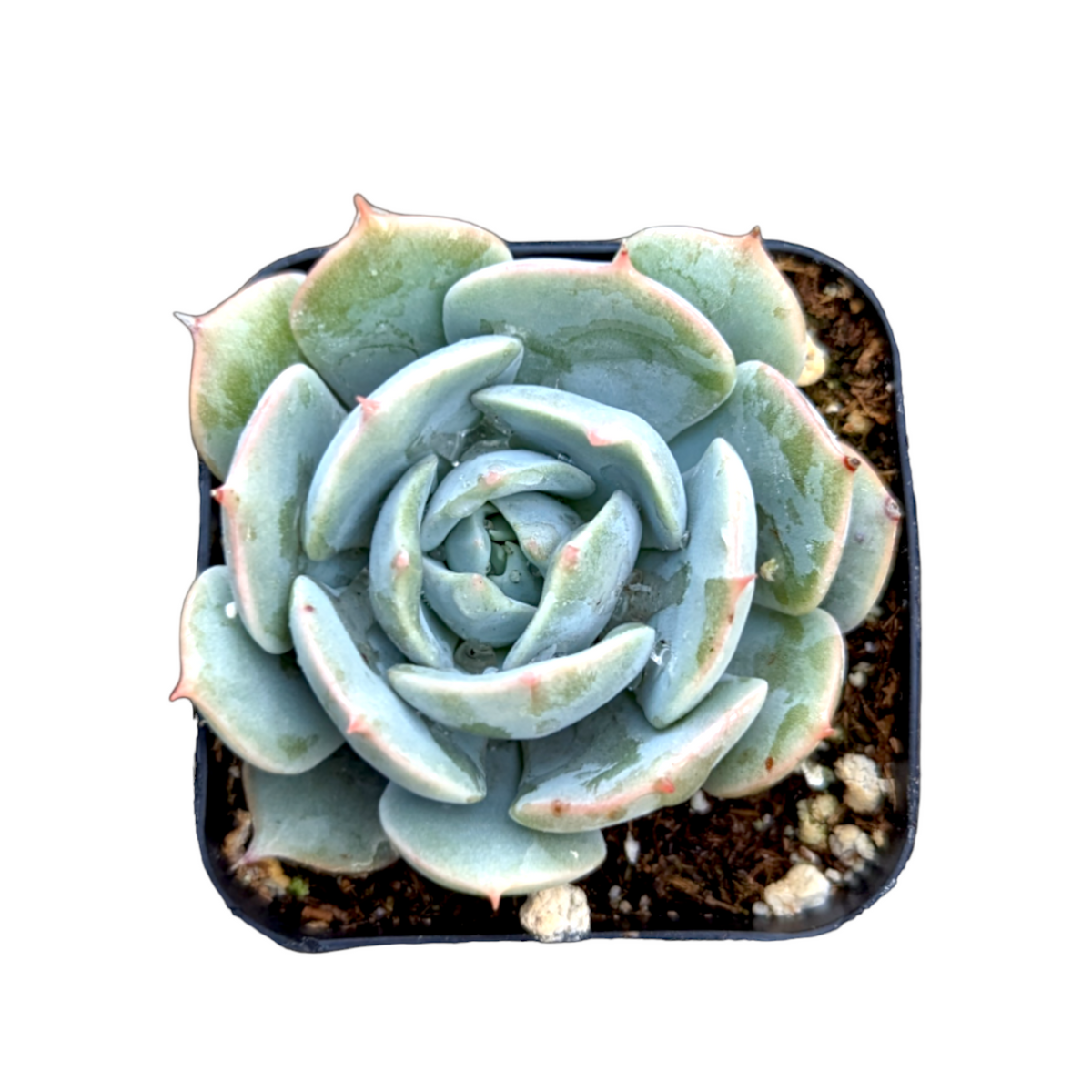 Echeveria 'Stella Blanc' in square pot with pink-tipped leaves.