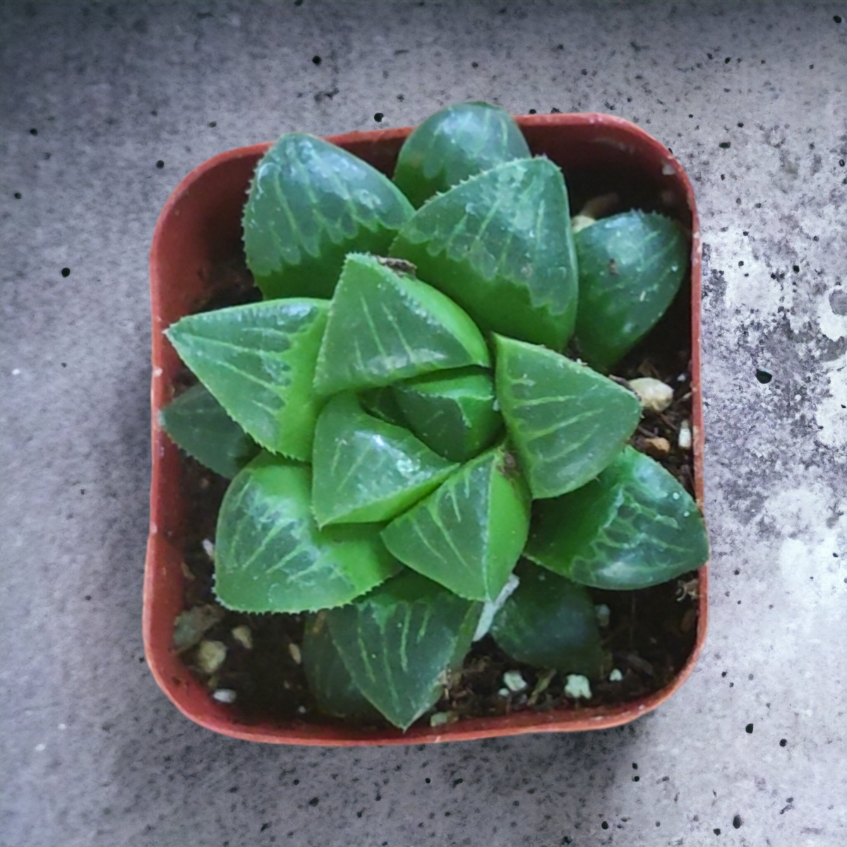 Haworthia mirabilis mundula in square pot.