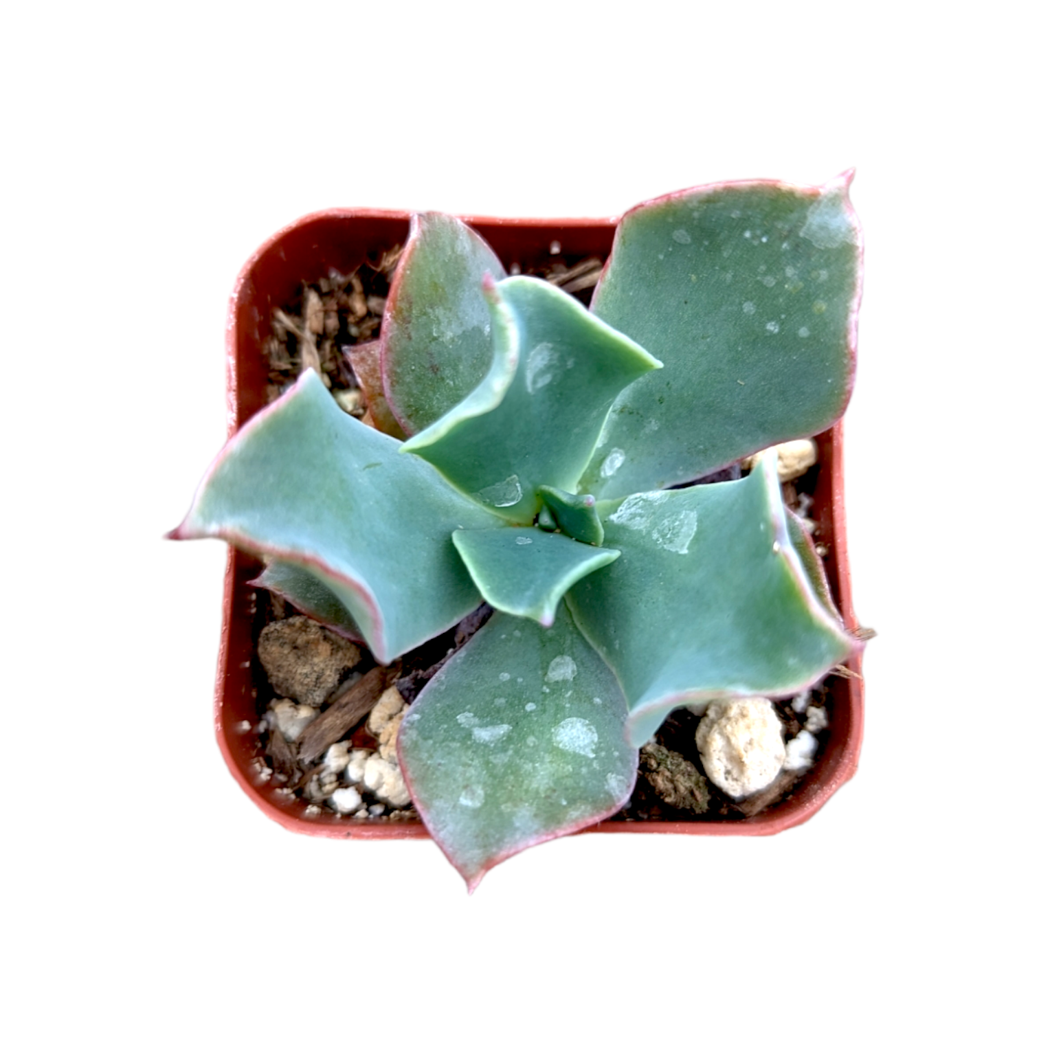 Echeveria 'Culibra'