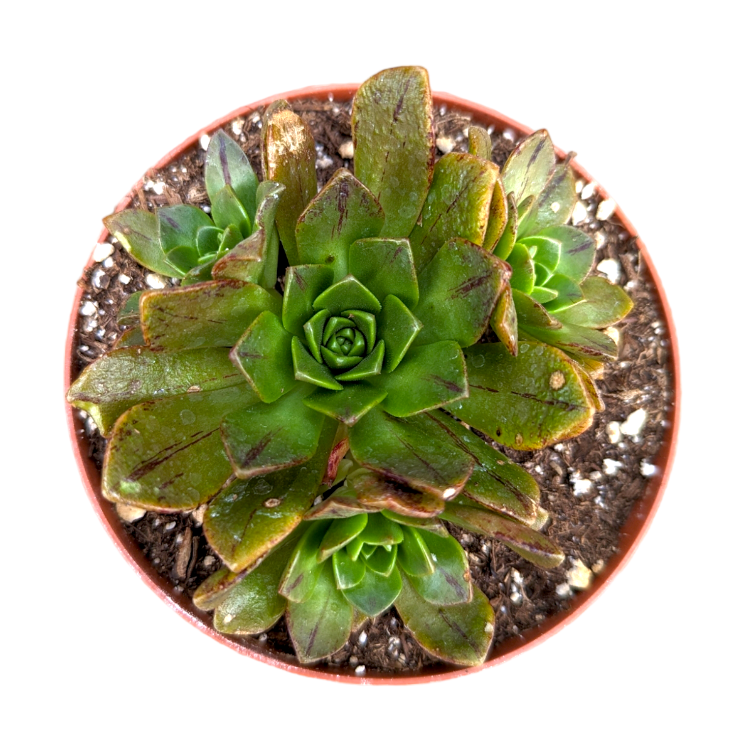 bronze succulent Aeonium Bronze Medal -