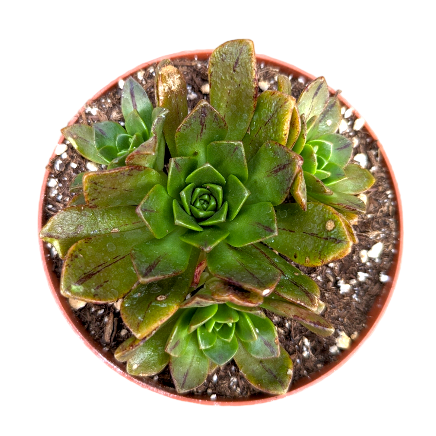 Aeonium Bronze Medal - Succulents Depot