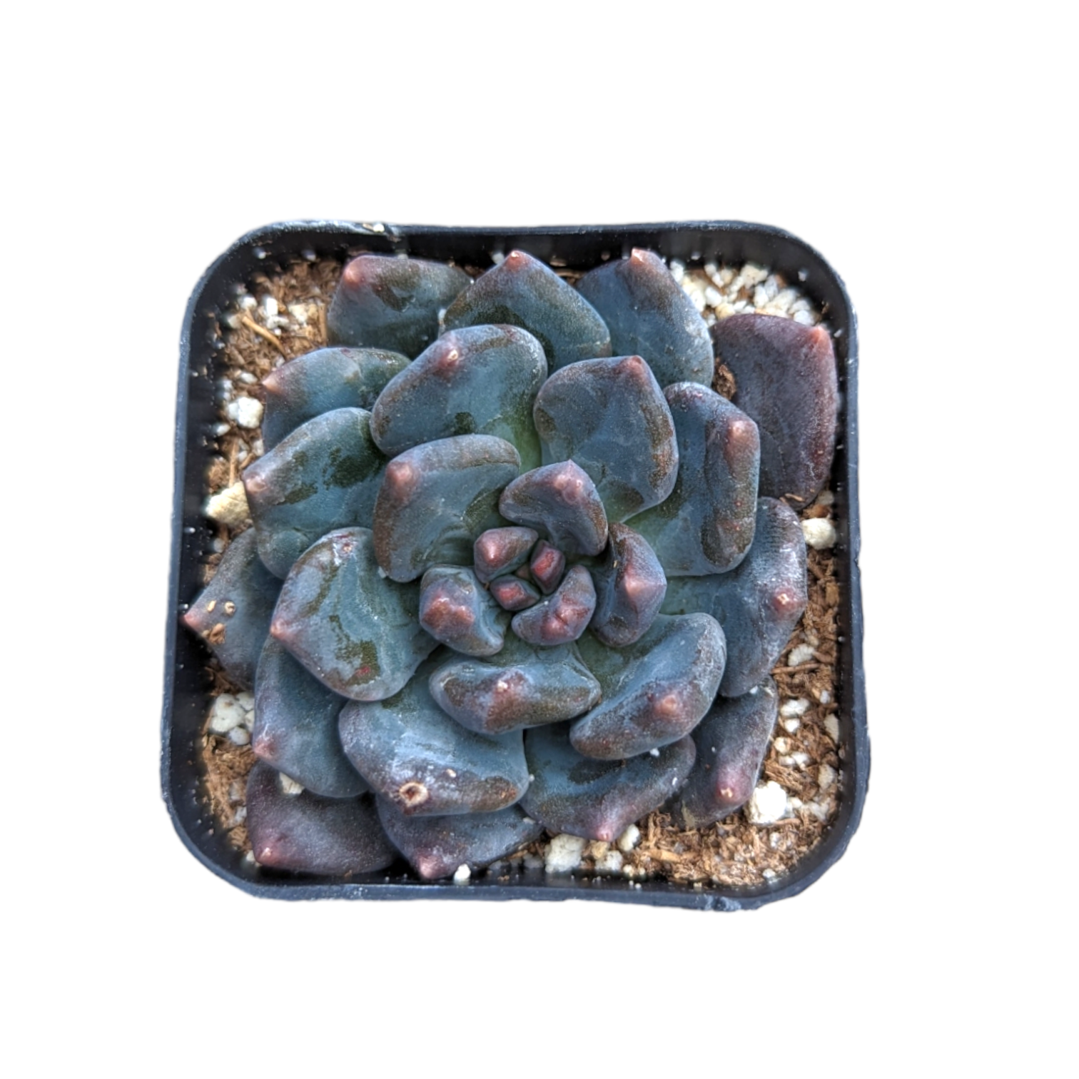 succulent in black pot Sedeveria 'Dark Elf' -
