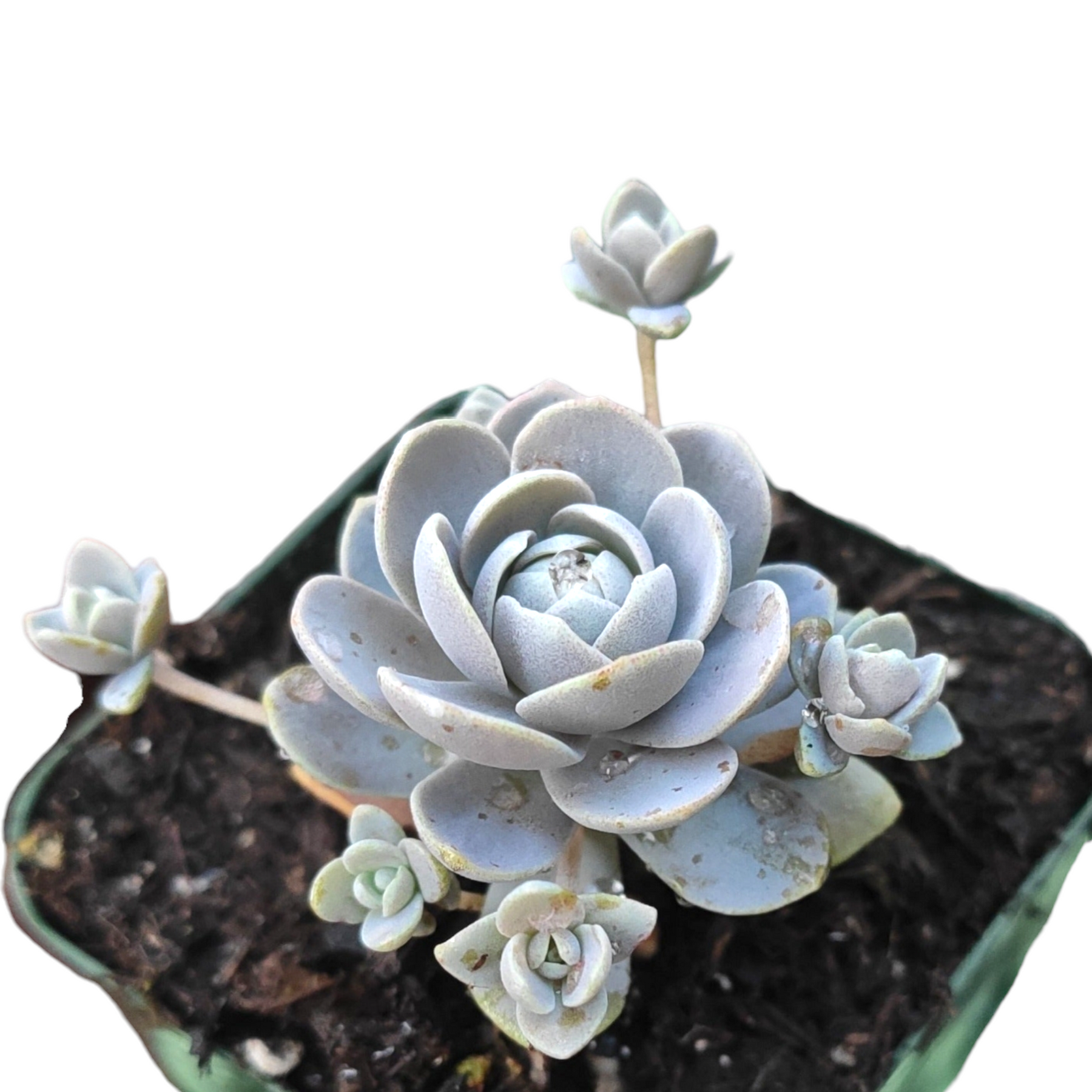 Orostachys Malacophylla var. iwarenge - Chinese Dunce Cap