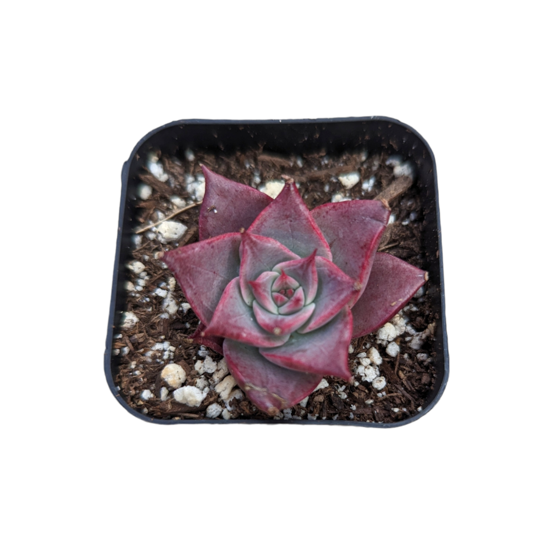 Echeveria Miya