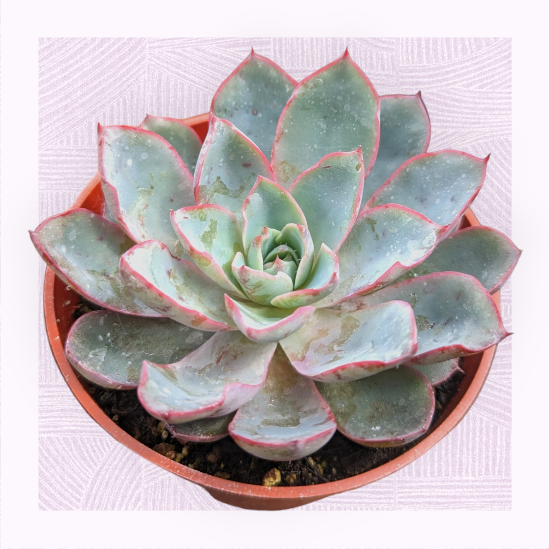 echeveria potting mix Echeveria 'Hera' -