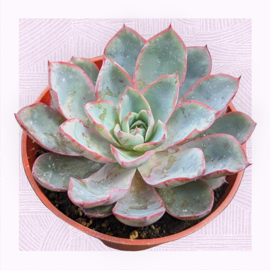 Echeveria  'Hera'