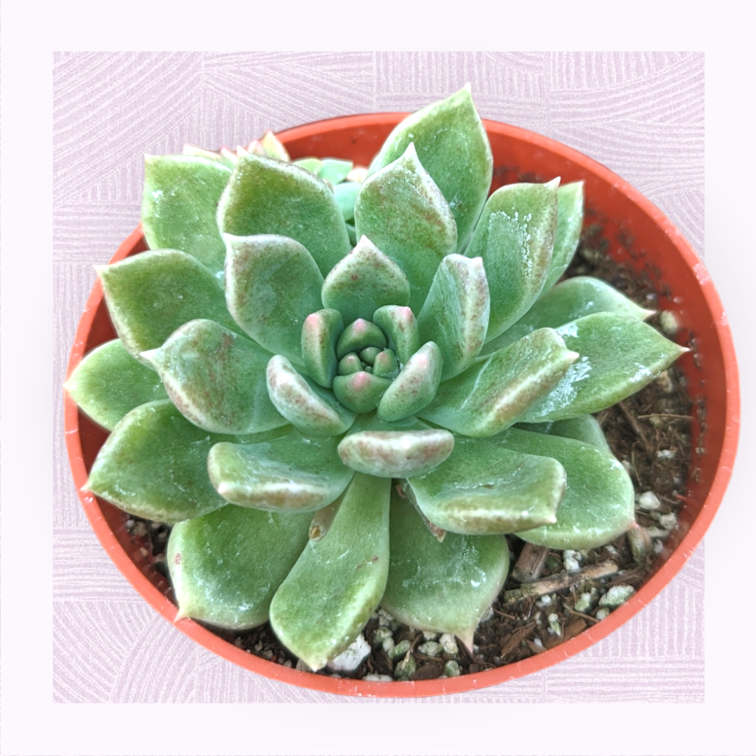 Echeveria Melody