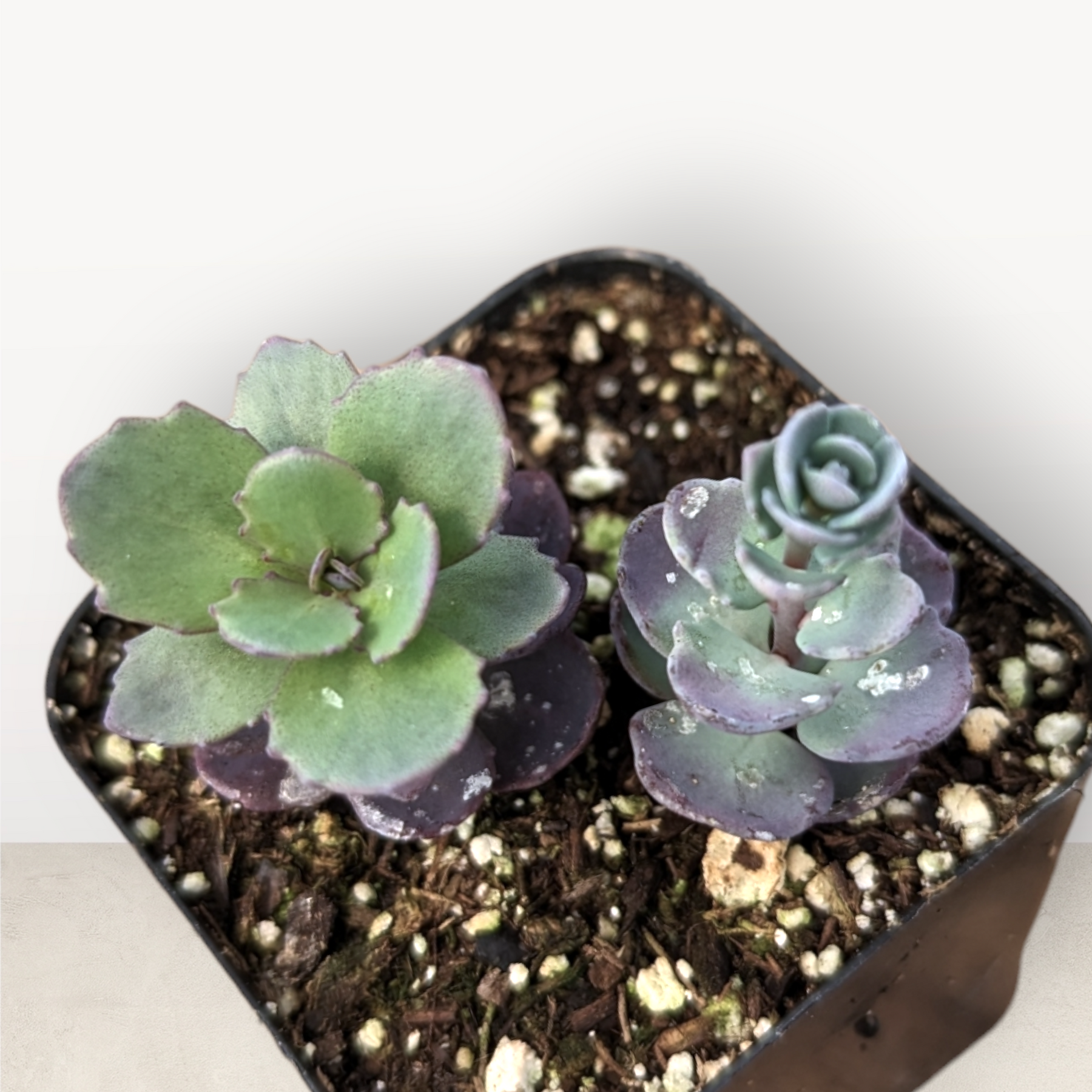 Sedum Blue Mix 2 in 1 succulents in pot.