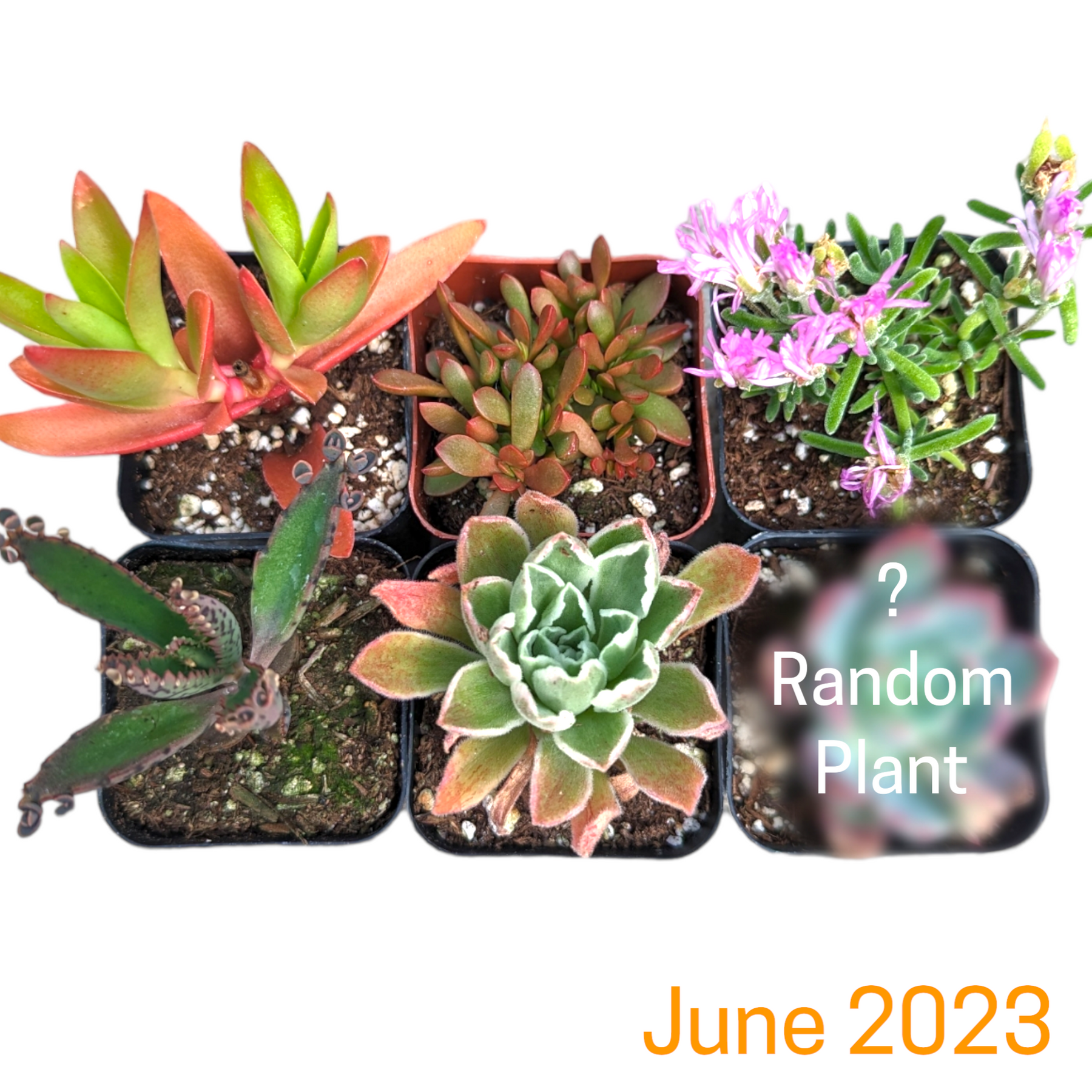 Monthly Subscription Box