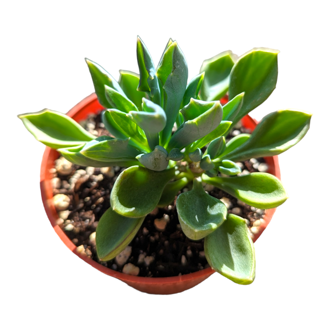 Senecio kleiniiformis - Spear Head - Succulents Depot