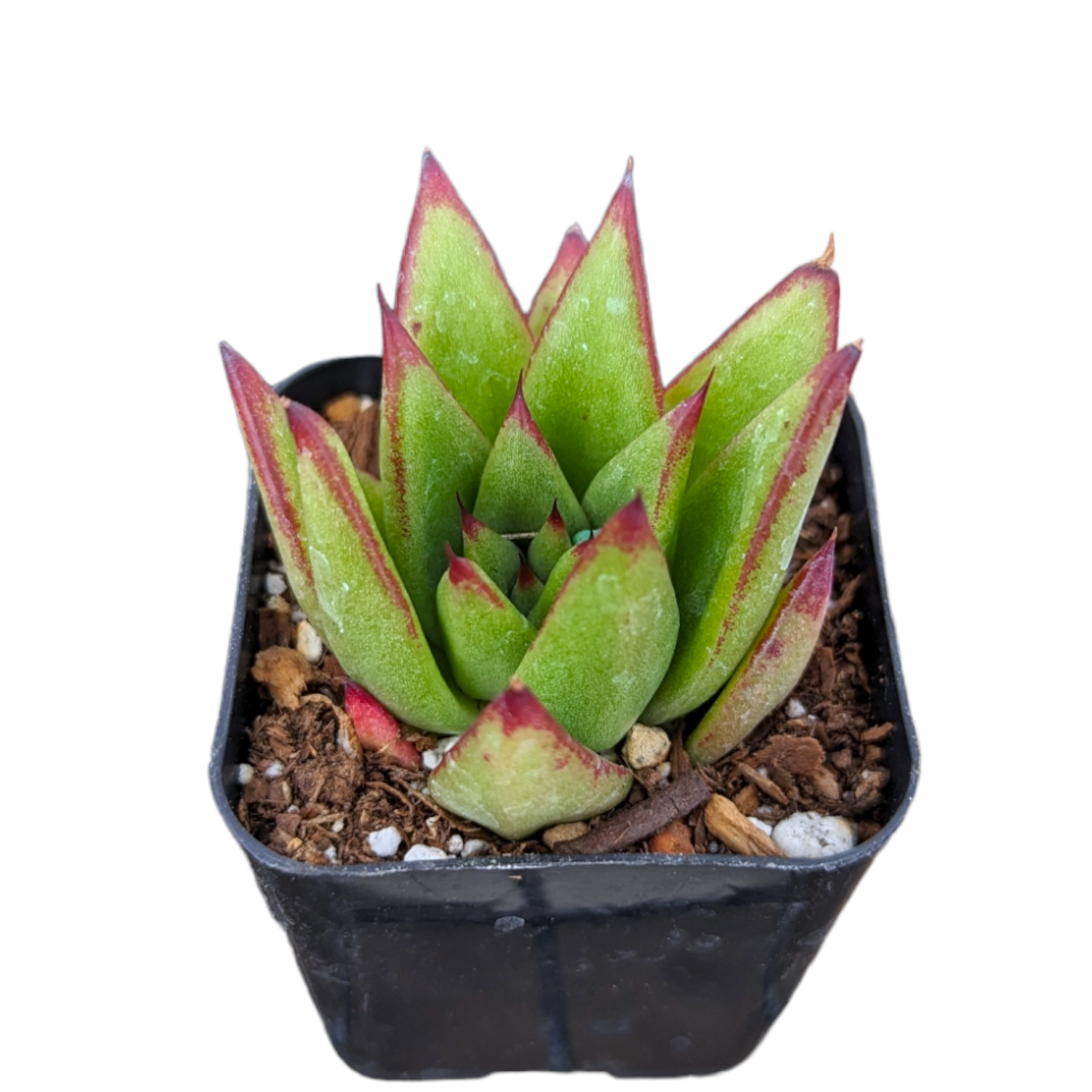 Echeveria agavoides 'Lipstick' - Succulents Depot