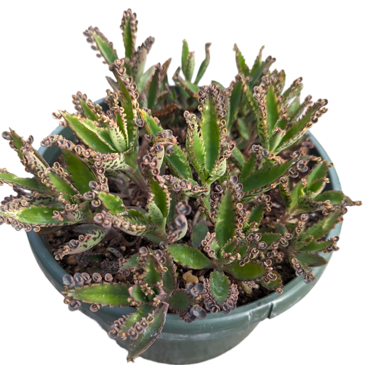 Kalanchoe tubiflora 'Mother of Millions'