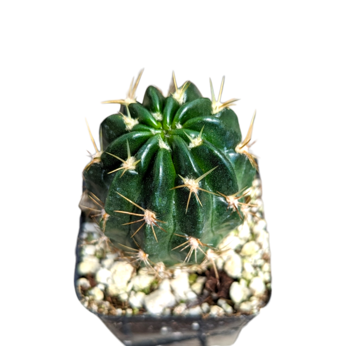 Lobivia cinnabarina ssp. taratensis in a small pot.