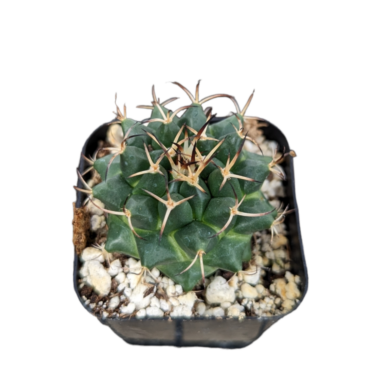 Mammillaria krameri cactus in a black nursery pot.