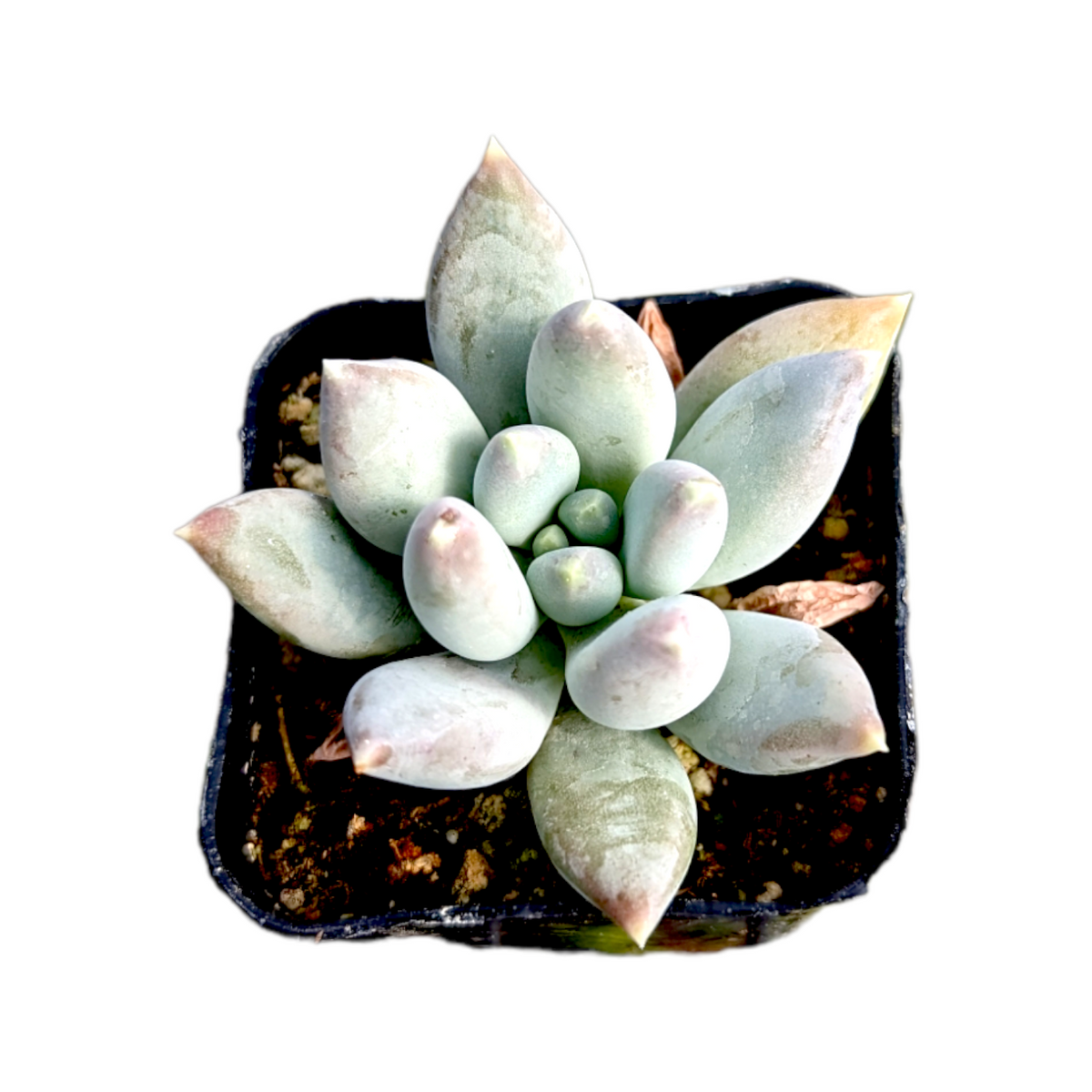Pachyveria 'Glauca' in square pot with gritty mix.