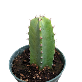 Euphorbia Resinifera Cactus
