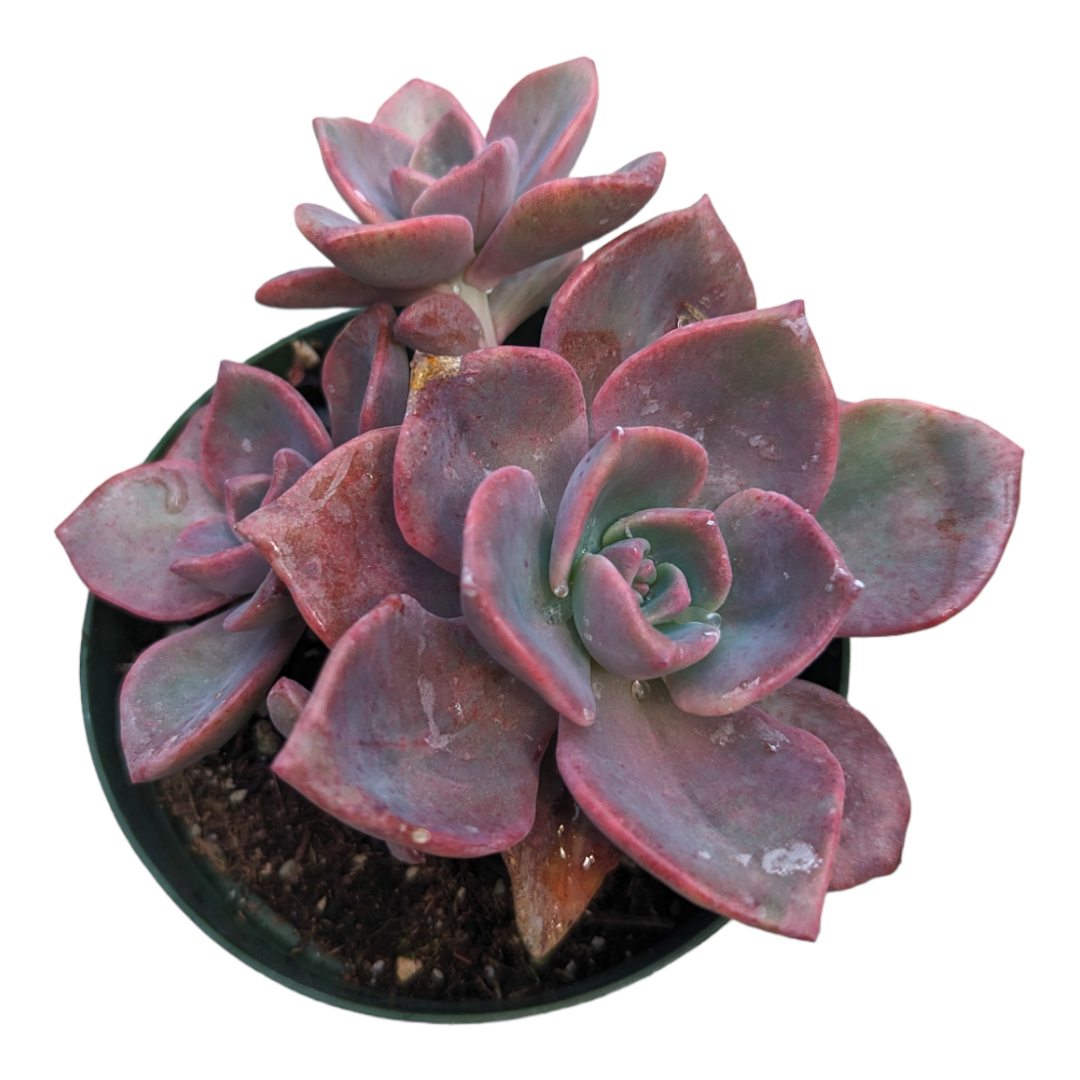 Graptoveria Mrs Richards