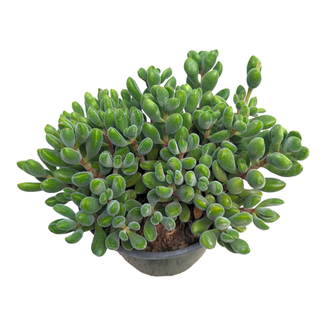 Crassula congesta 'Green Beans'