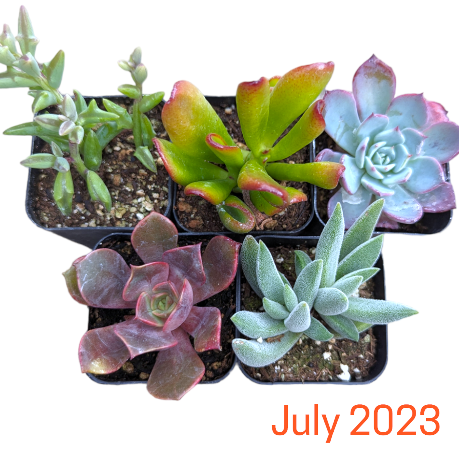 Monthly Subscription Box