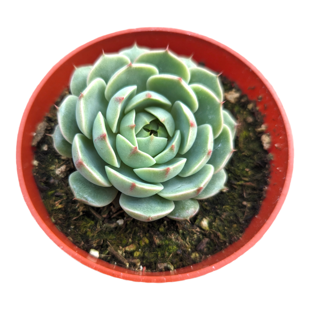 Echeveria 'Ben Badis'